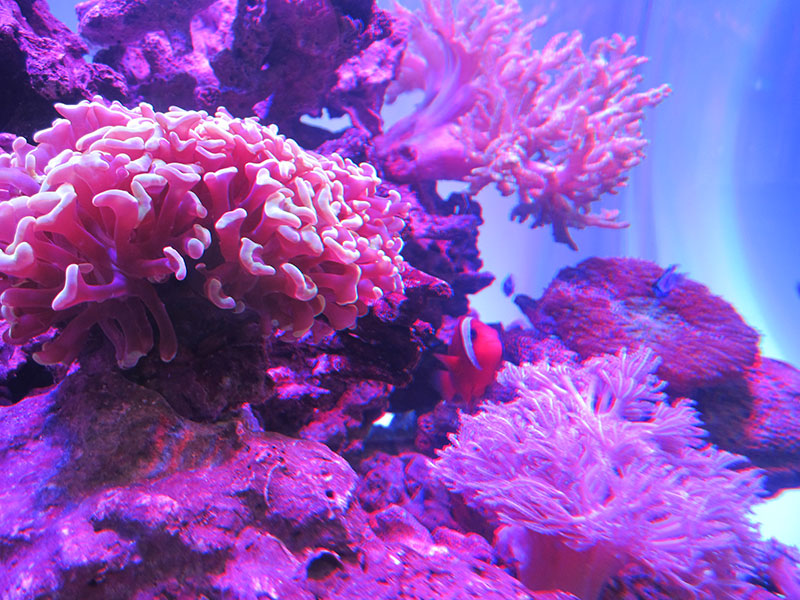 サンゴ類
