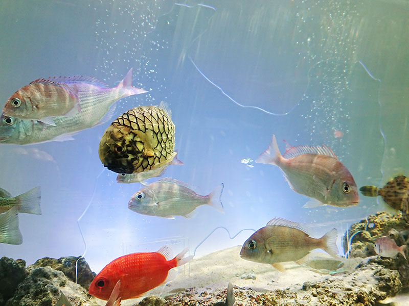 富山湾産海水魚