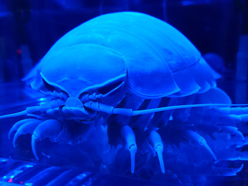 特殊魚類&海洋生物